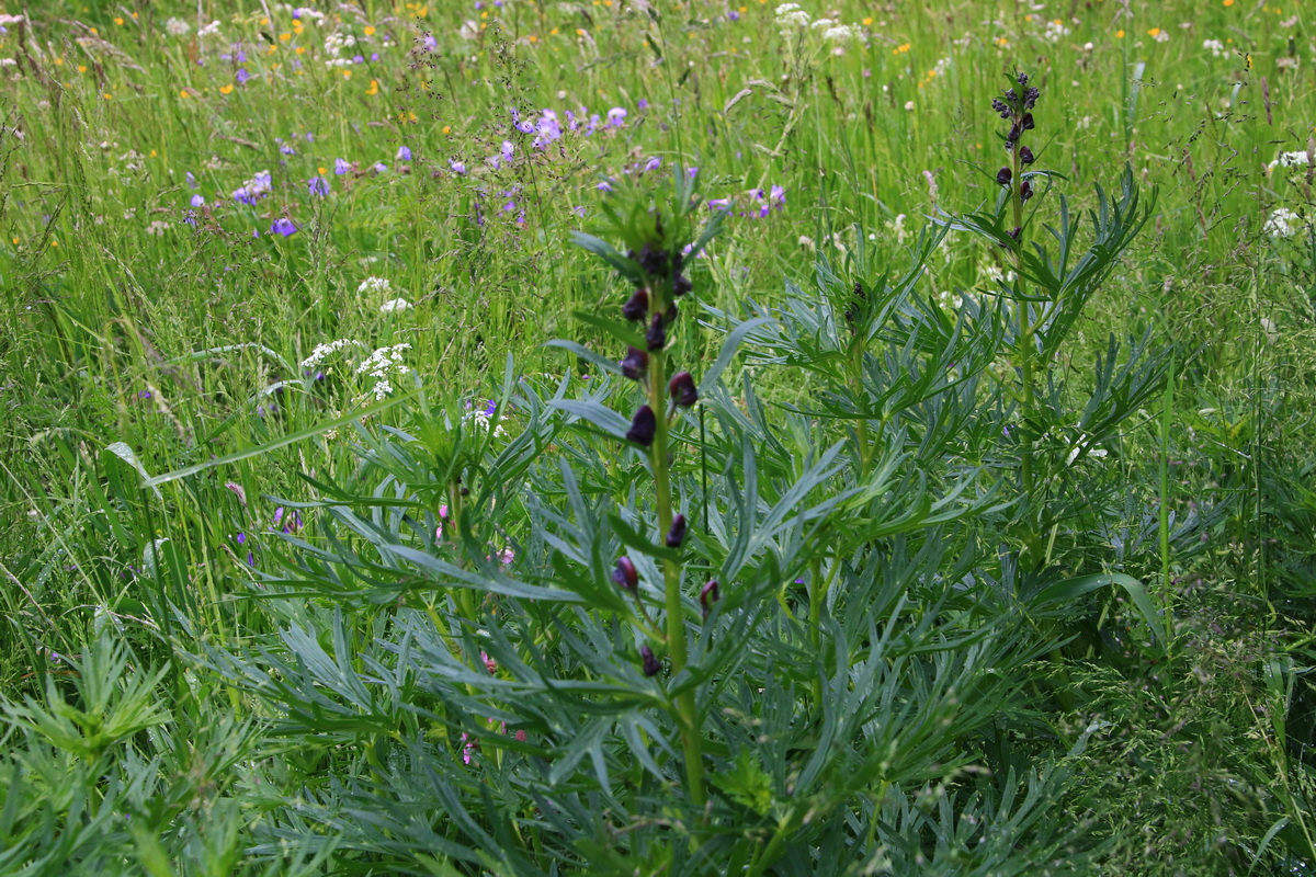 2015_06_21_005386_Bildgr��e �ndern