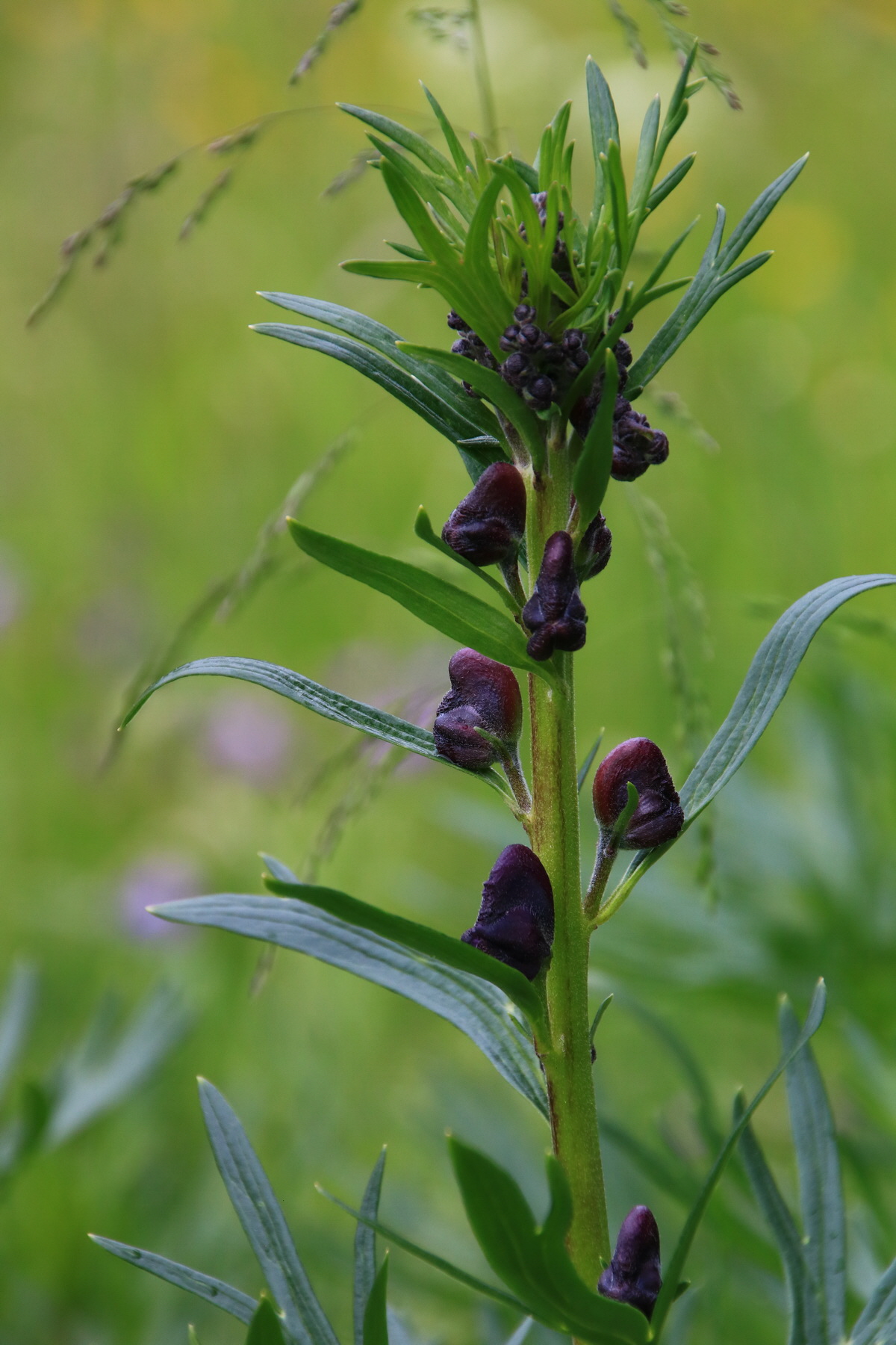 2015_06_21_005388_Bildgr��e �ndern