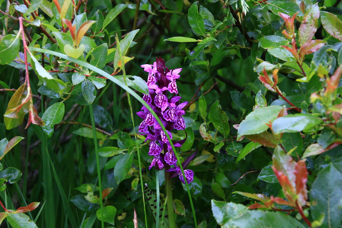 2015_06_21_005437_Bildgr��e �ndern