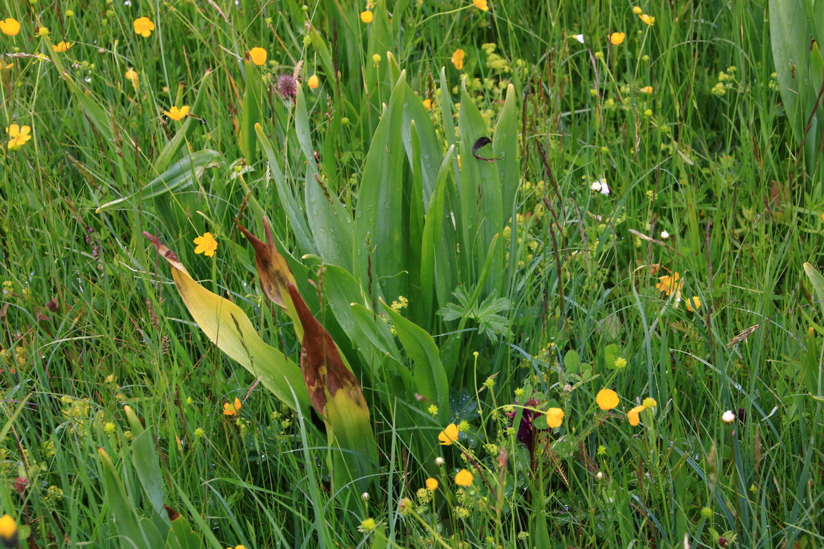 2015_06_21_005450_Bildgr��e �ndern