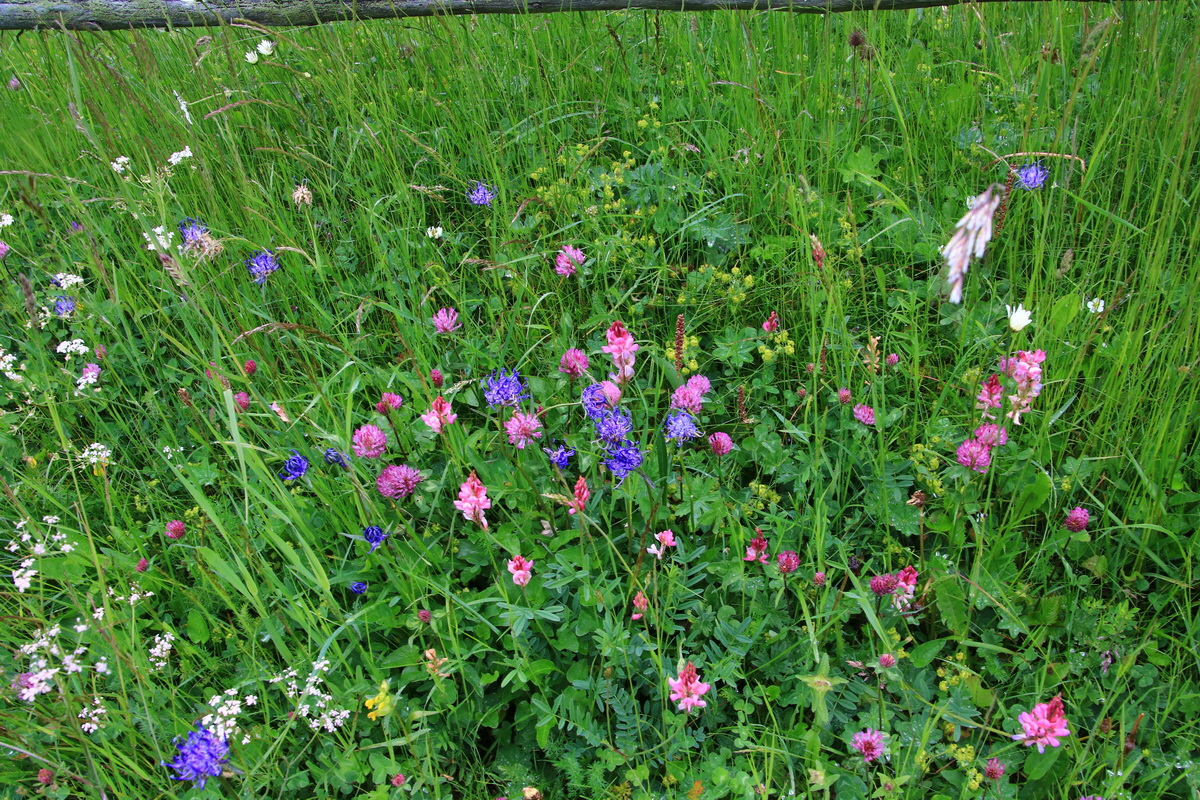 2015_06_21_005454_Bildgr��e �ndern