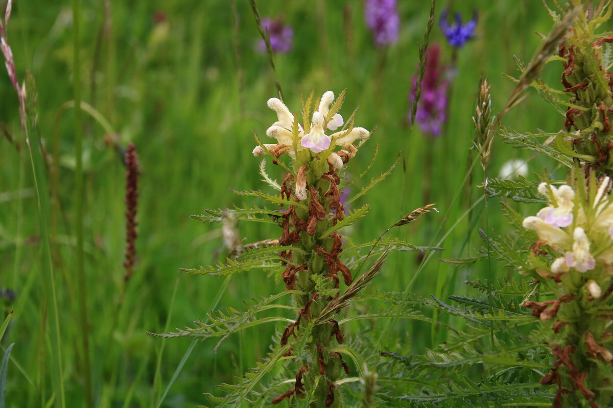 2015_06_21_005476_Bildgr��e �ndern