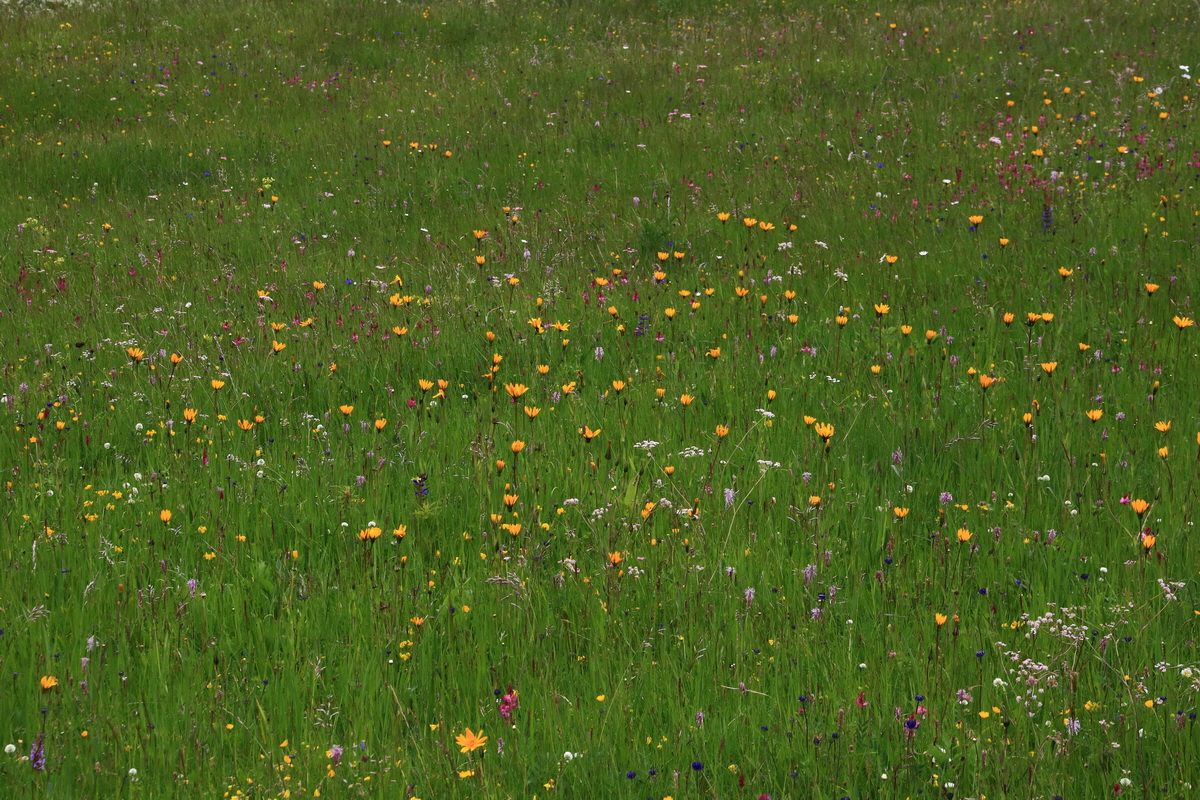 2015_06_21_005481_Bildgr��e �ndern