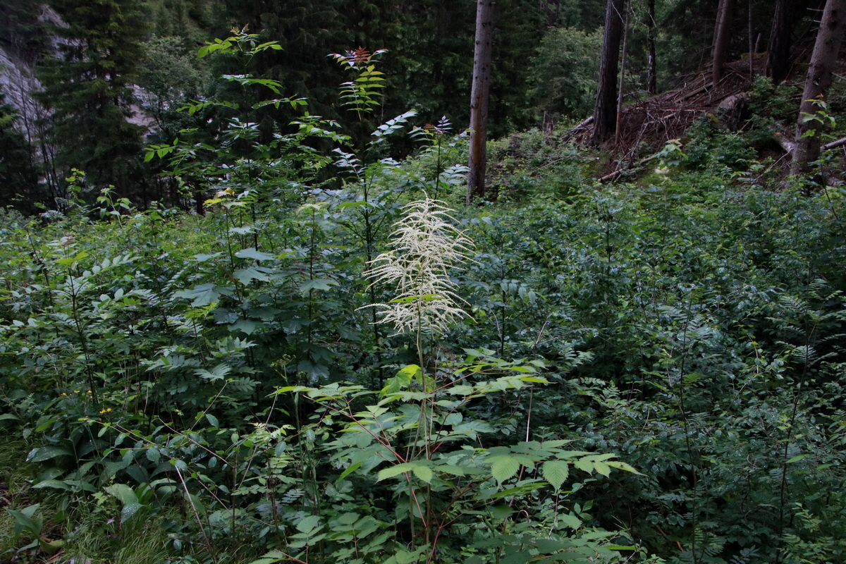 2015_06_23_006046p_Bildgr��e �ndern