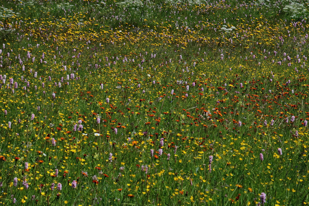 2016_07_03_021616p_Bildgr��e �ndern