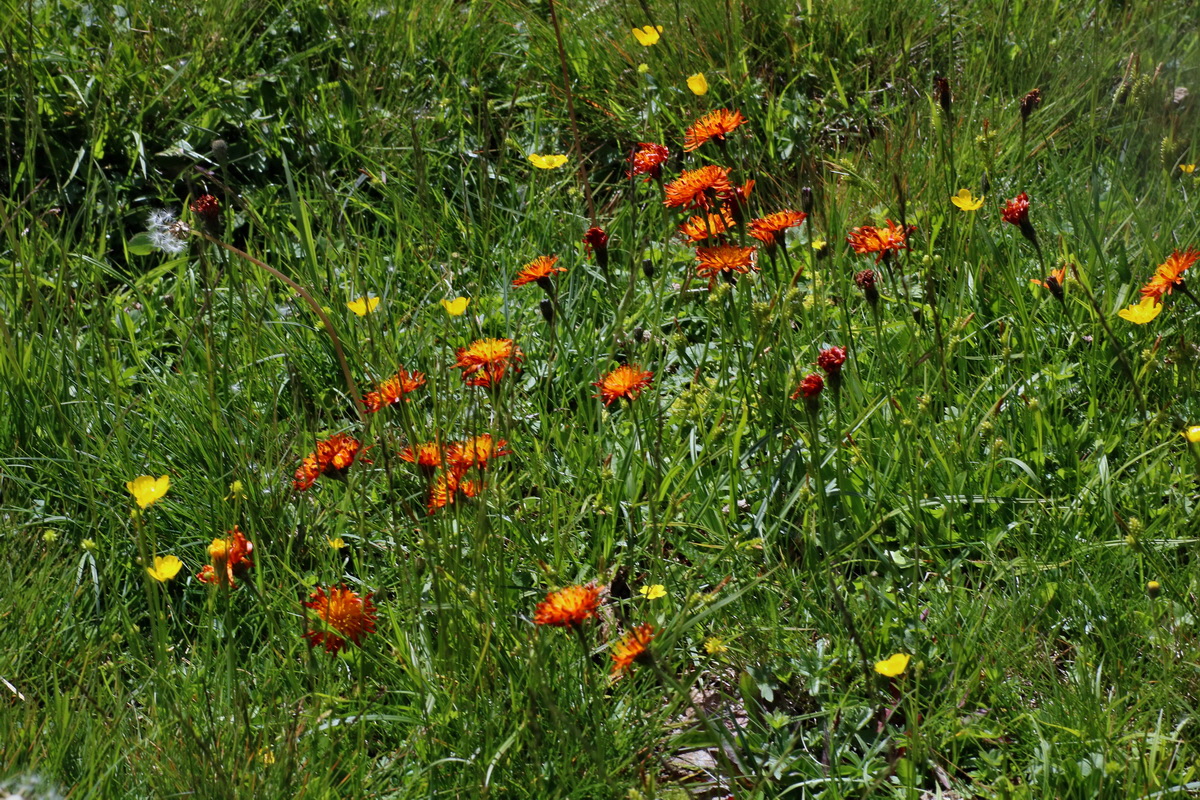 2016_07_03_021721p_Bildgr��e �ndern