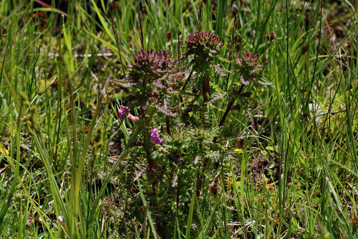 2016_07_03_021723p_Bildgr��e �ndern