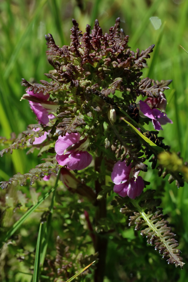 2016_07_03_021727p_Bildgr��e �ndern