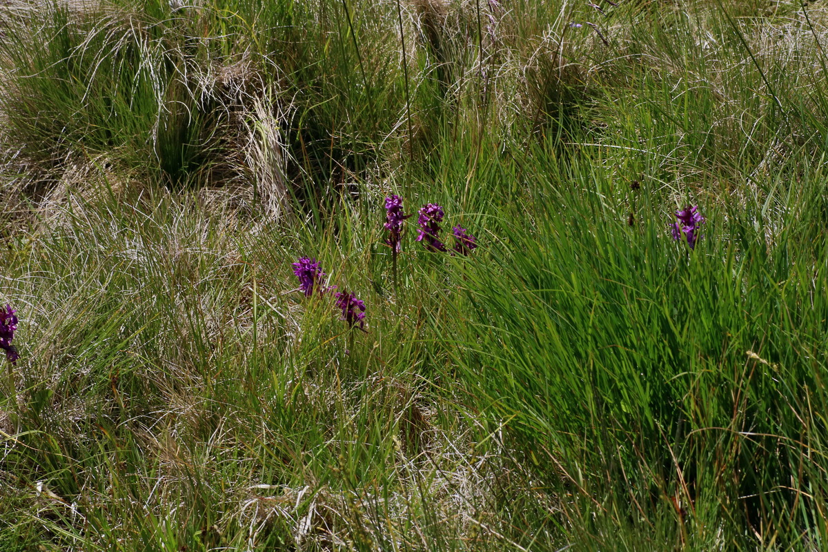 2016_07_03_021777p_Bildgr��e �ndern