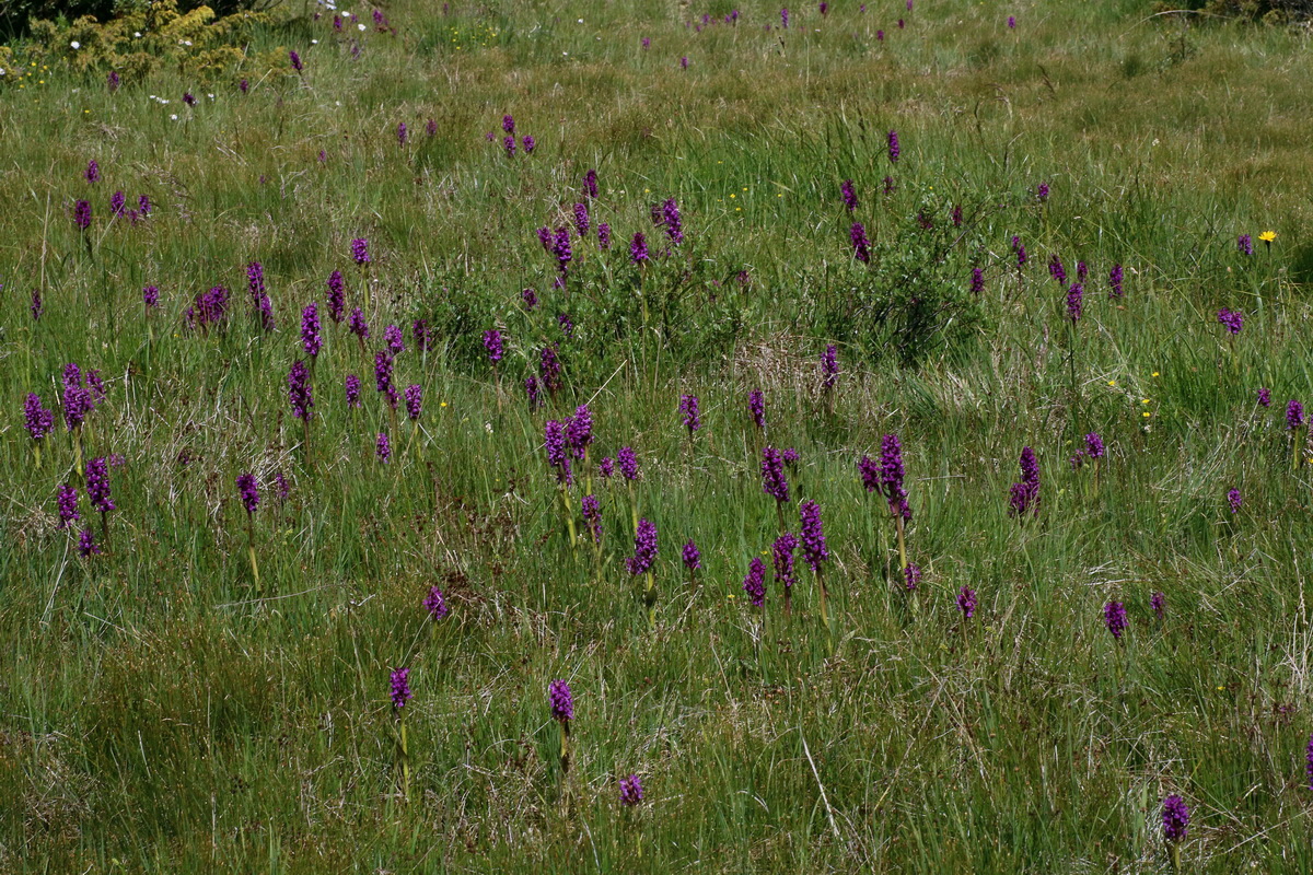 2016_07_04_022156p_Bildgr��e �ndern