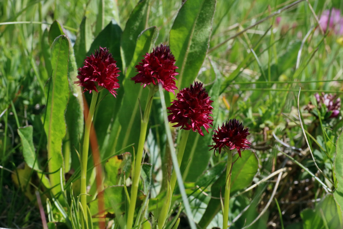 2016_07_04_022170p_Bildgr��e �ndern