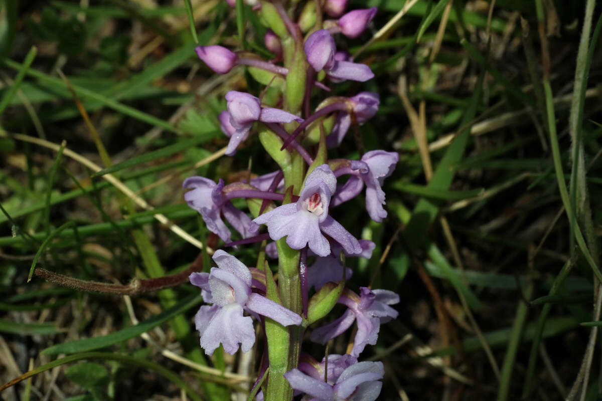 2016_07_04_022201p_Bildgr��e �ndern