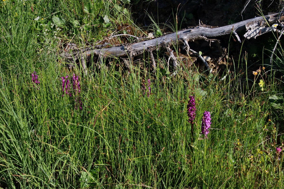 2016_07_05_022298p_Bildgr��e �ndern