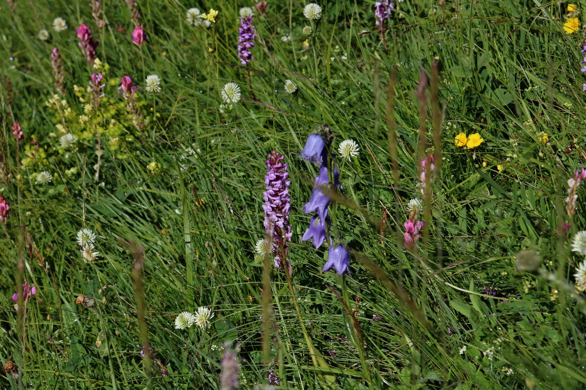 2016_07_05_022307p_Bildgr��e �ndern