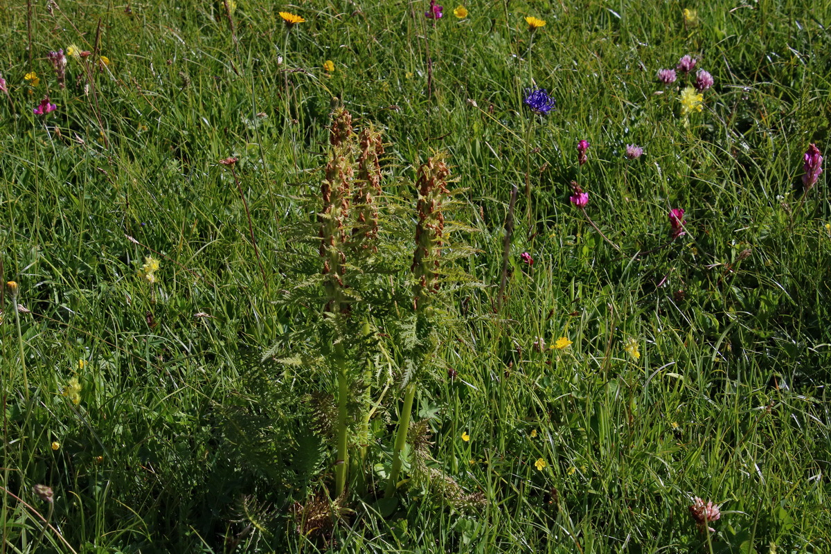 2016_07_05_022352p_Bildgr��e �ndern