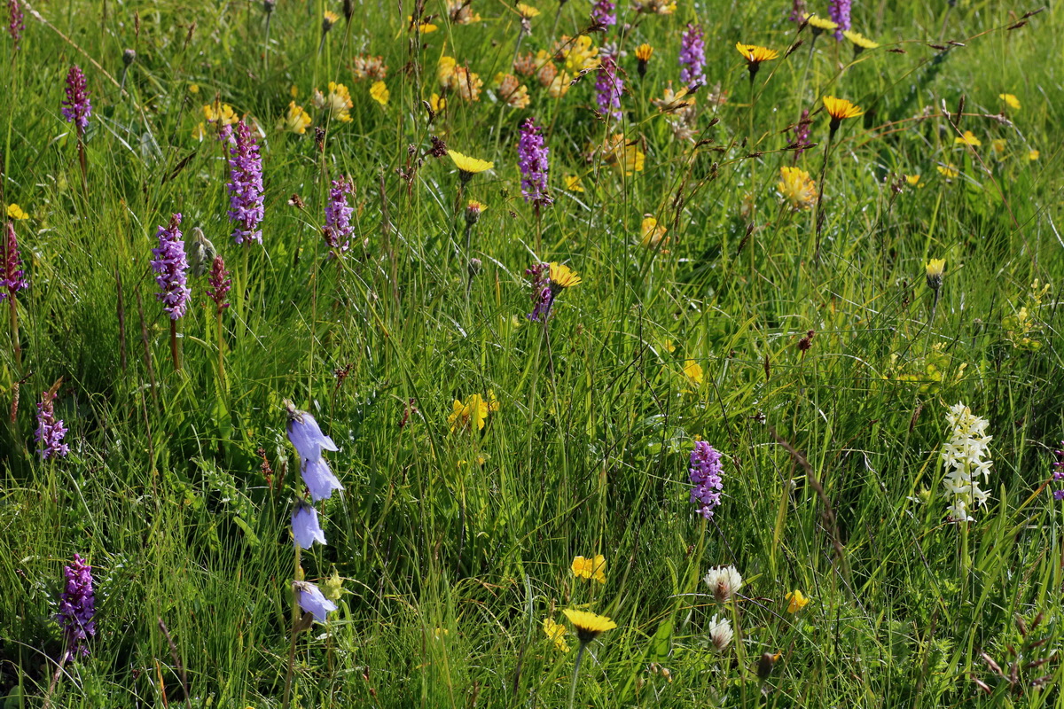 2016_07_05_022405p_Bildgr��e �ndern