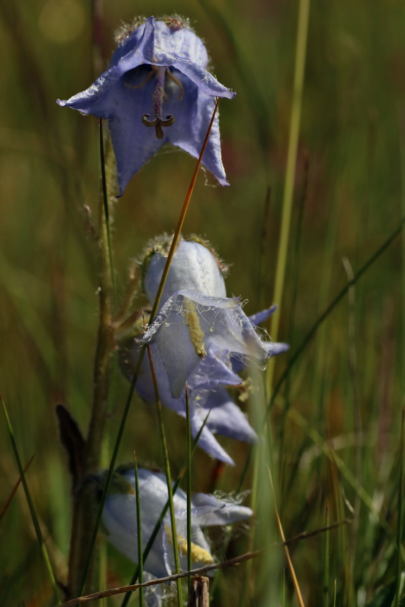 2016_07_05_022694p_Bildgr��e �ndern