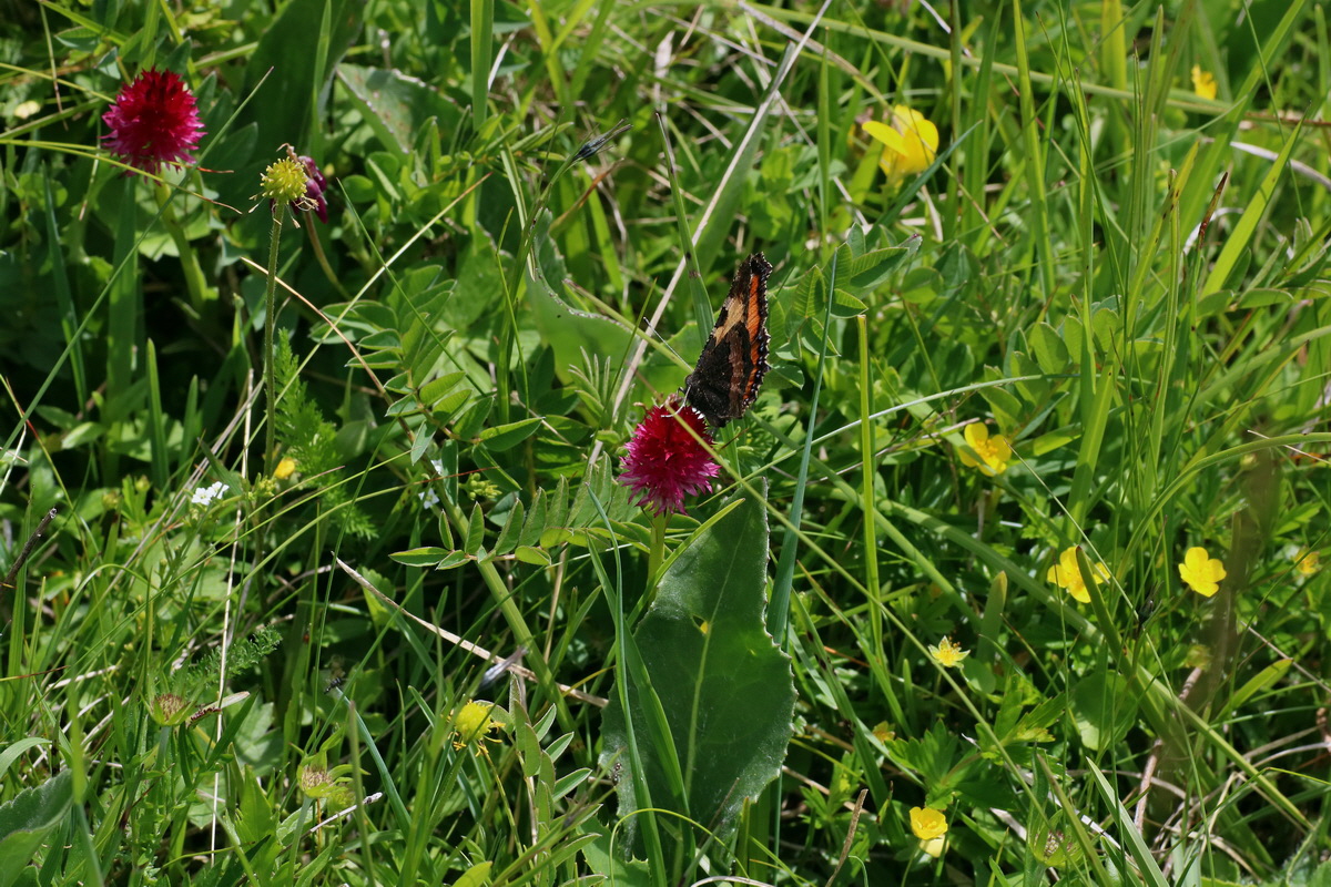 2016_07_05_022894p_Bildgr��e �ndern