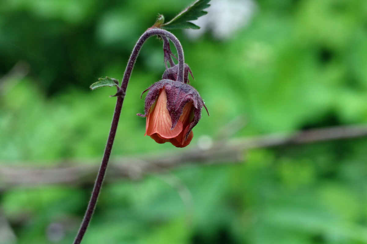 2016_07_05_022984p_Bildgr��e �ndern