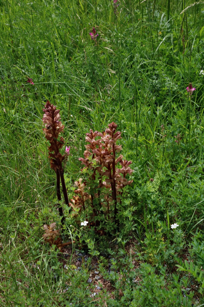 2016_07_05_023012p_Bildgr��e �ndern