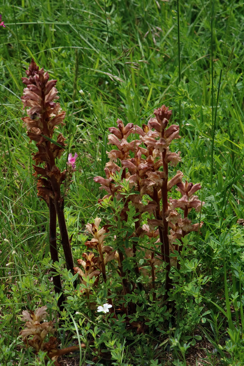 2016_07_05_023014p_Bildgr��e �ndern