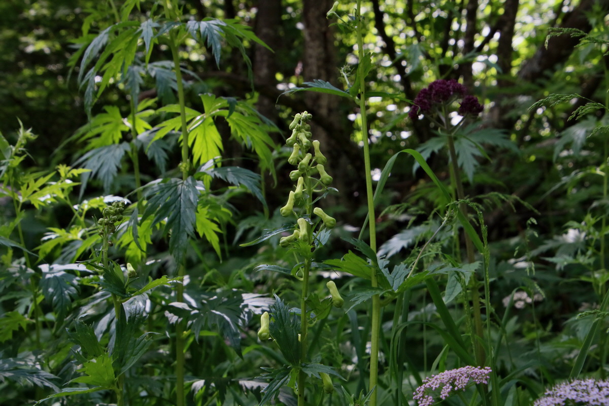 2016_07_08_023717p_Bildgr��e �ndern