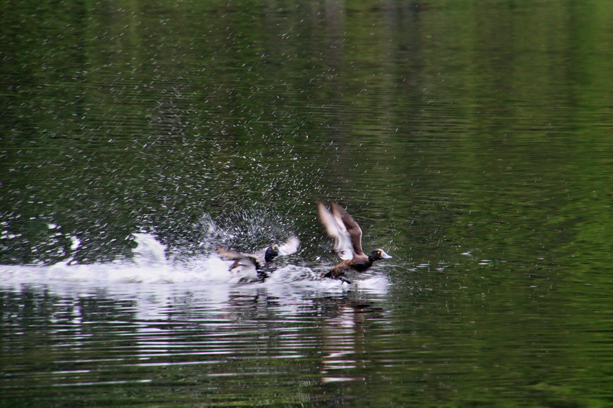 2016_07_09_023832p_Bildgr��e �ndern