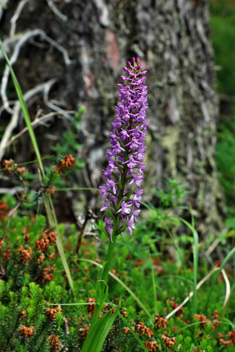 2016_07_09_023882p_Bildgr��e �ndern