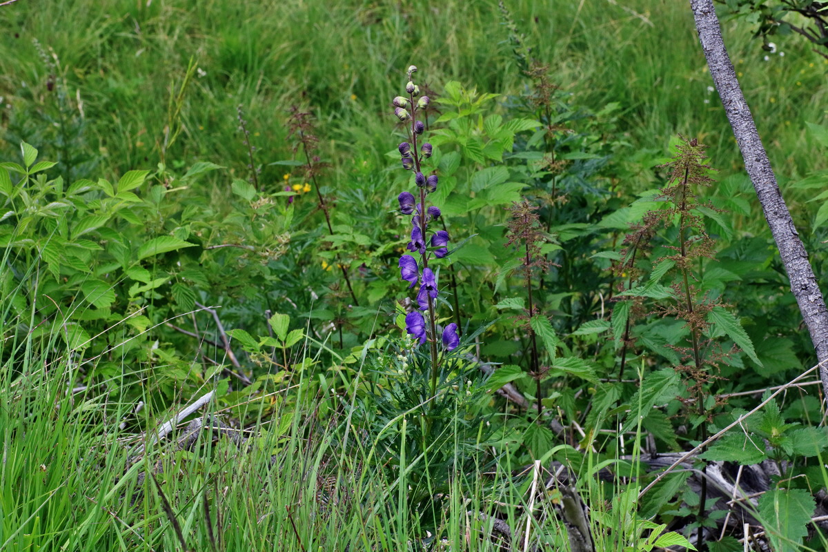 2016_07_09_023889p_Bildgr��e �ndern