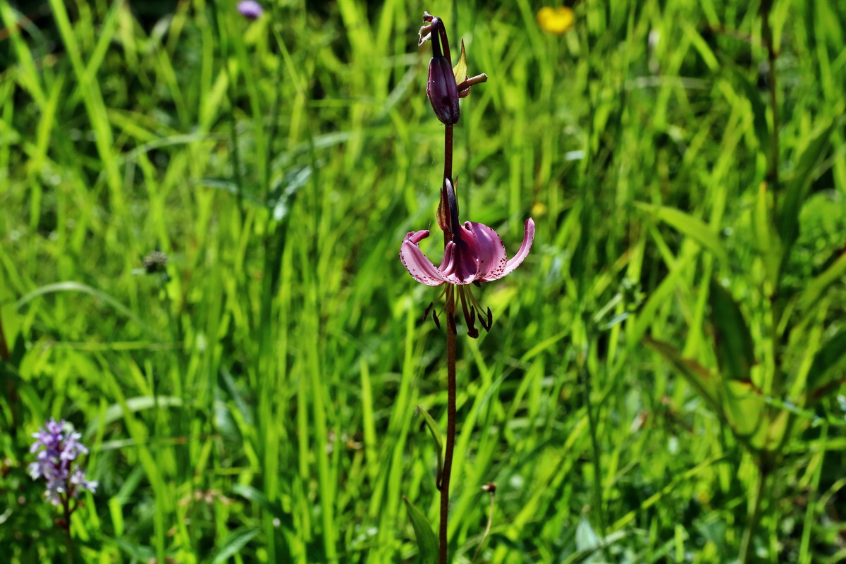 2016_07_10_023938p_Bildgr��e �ndern