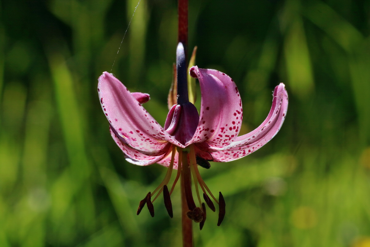 2016_07_10_023941p_Bildgr��e �ndern