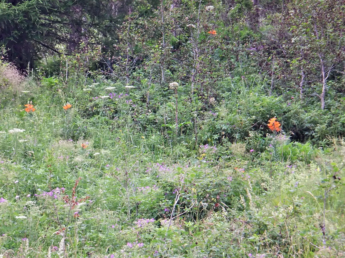 DSCF0140p_Bildgr��e �ndern