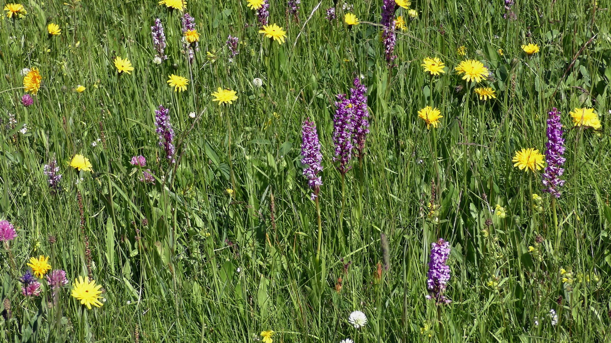 06-28-2016_113739p_Bildgr��e �ndern