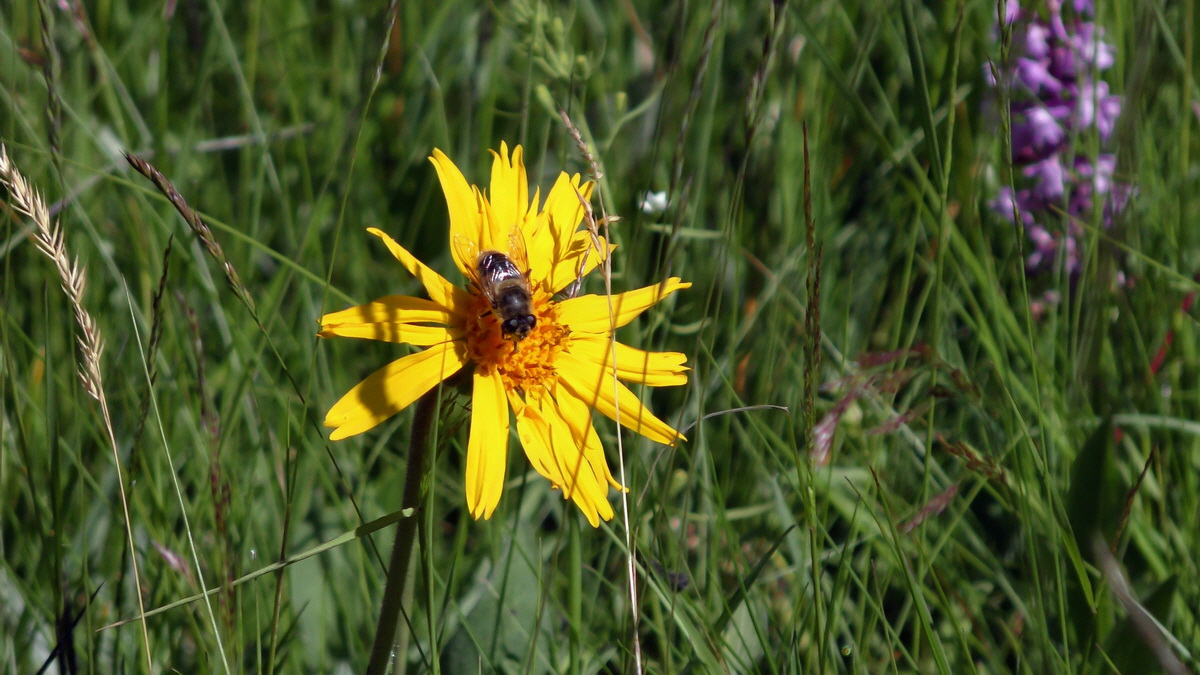 06-28-2016_114419(1)p_Bildgr��e �ndern