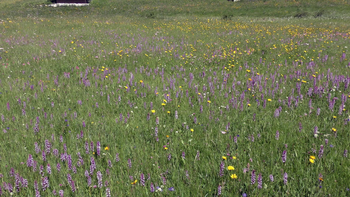 06-28-2016_114419(2)p_Bildgr��e �ndern