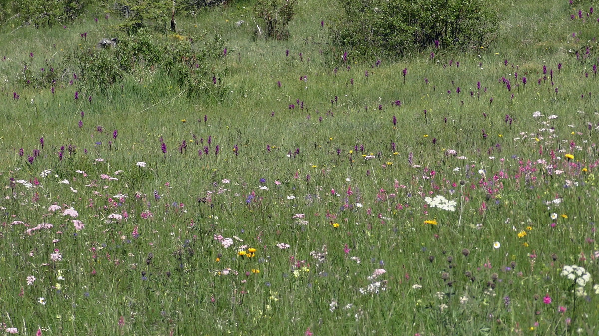 06-28-2016_121032p_Bildgr��e �ndern