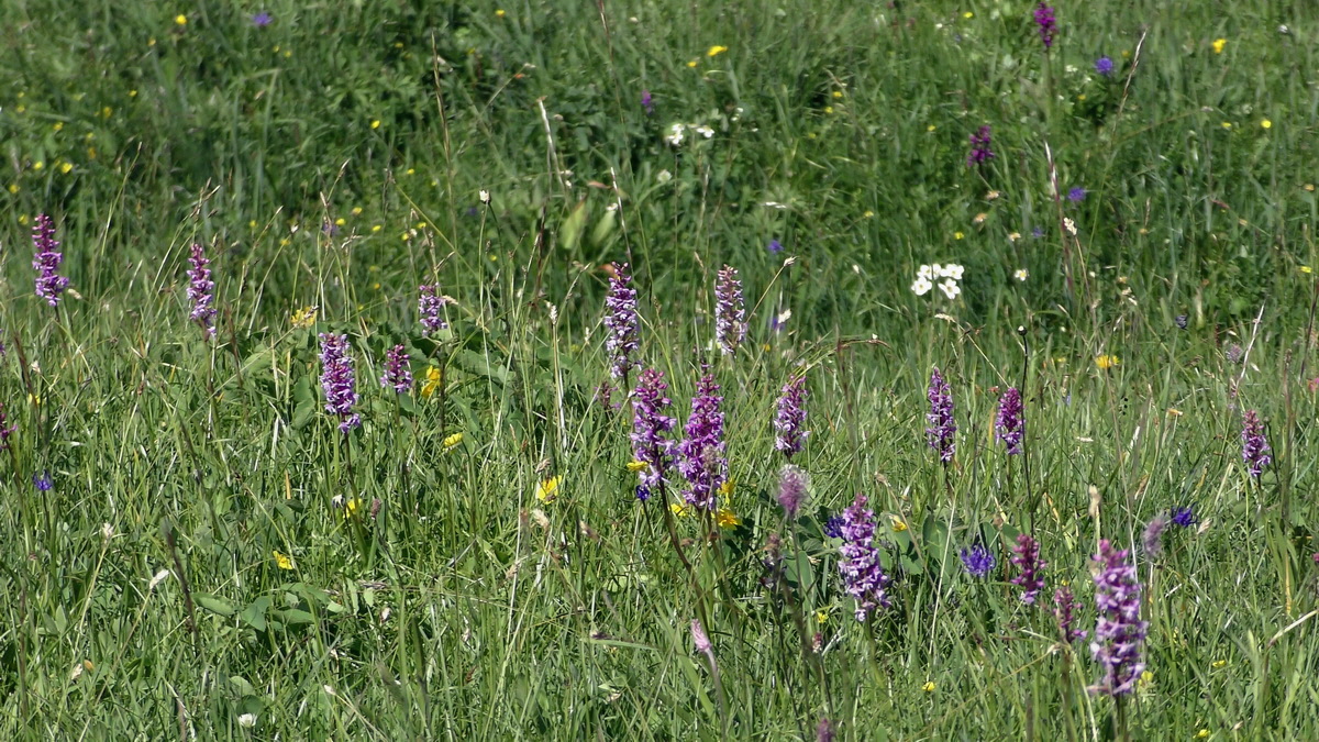 06-28-2016_125324p_Bildgr��e �ndern