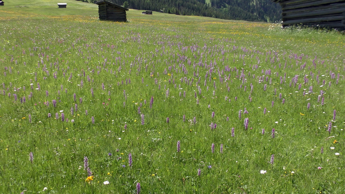 06-28-2016_132158p_Bildgr��e �ndern