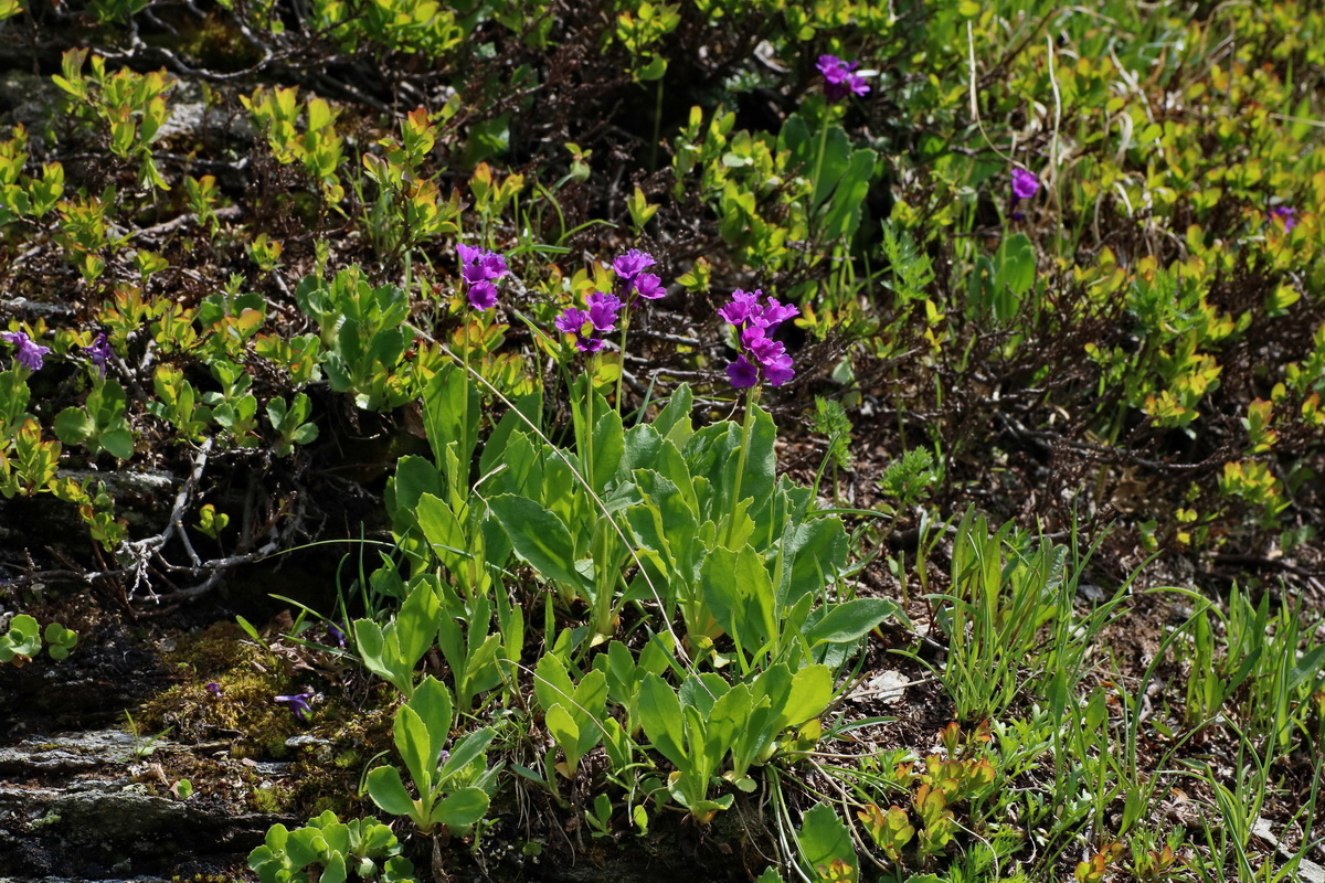 2016_06_29_020551p_Bildgr��e �ndern