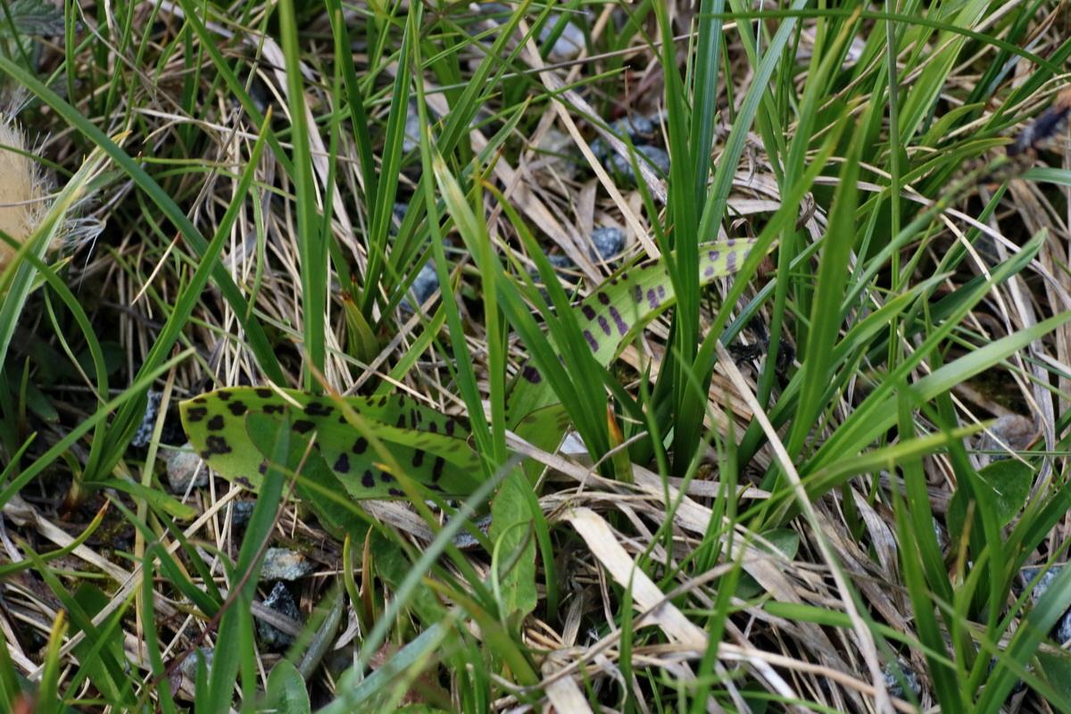 2016_06_29_020635p_Bildgr��e �ndern