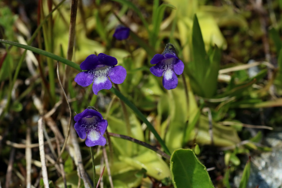 2016_06_29_020650p_Bildgr��e �ndern