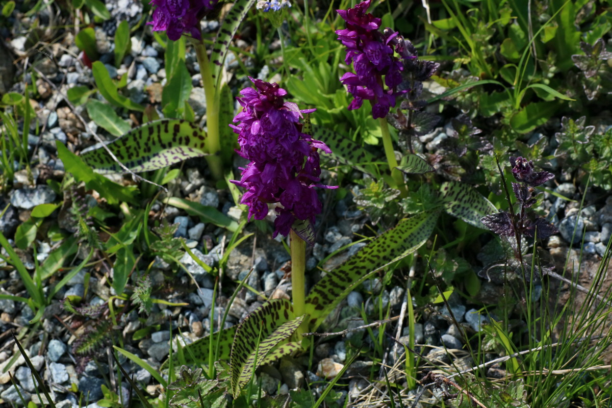 2016_06_29_020697p_Bildgr��e �ndern