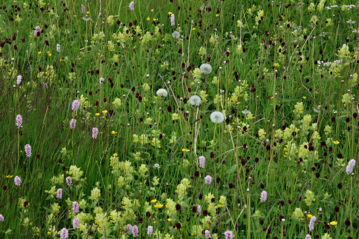 2016_06_29_020773p_Bildgr��e �ndern