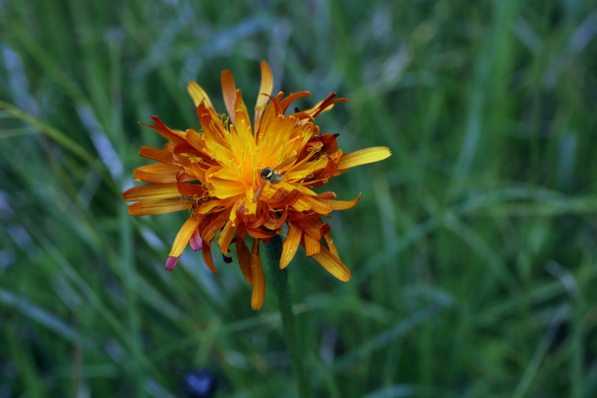 2016_06_30_020871p_Bildgr��e �ndern