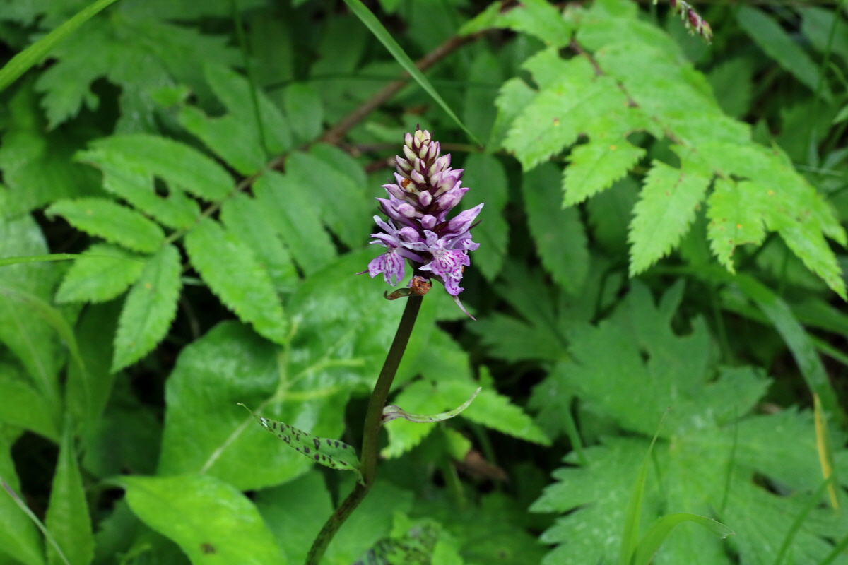 2016_06_30_020911p_Bildgr��e �ndern