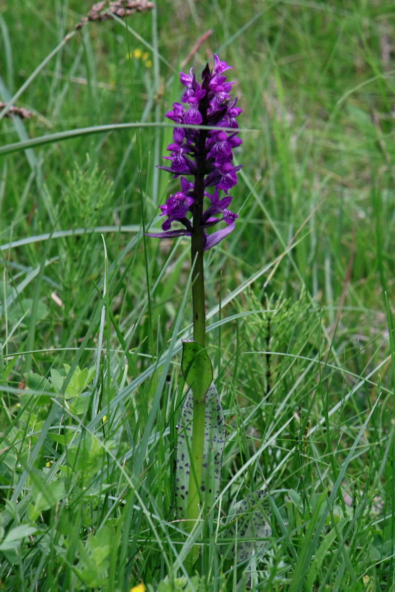 2016_06_30_020976p_Bildgr��e �ndern