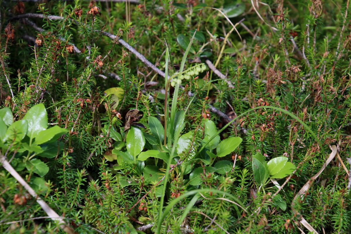 2017_07_01_036421p_Bildgr��e �ndern