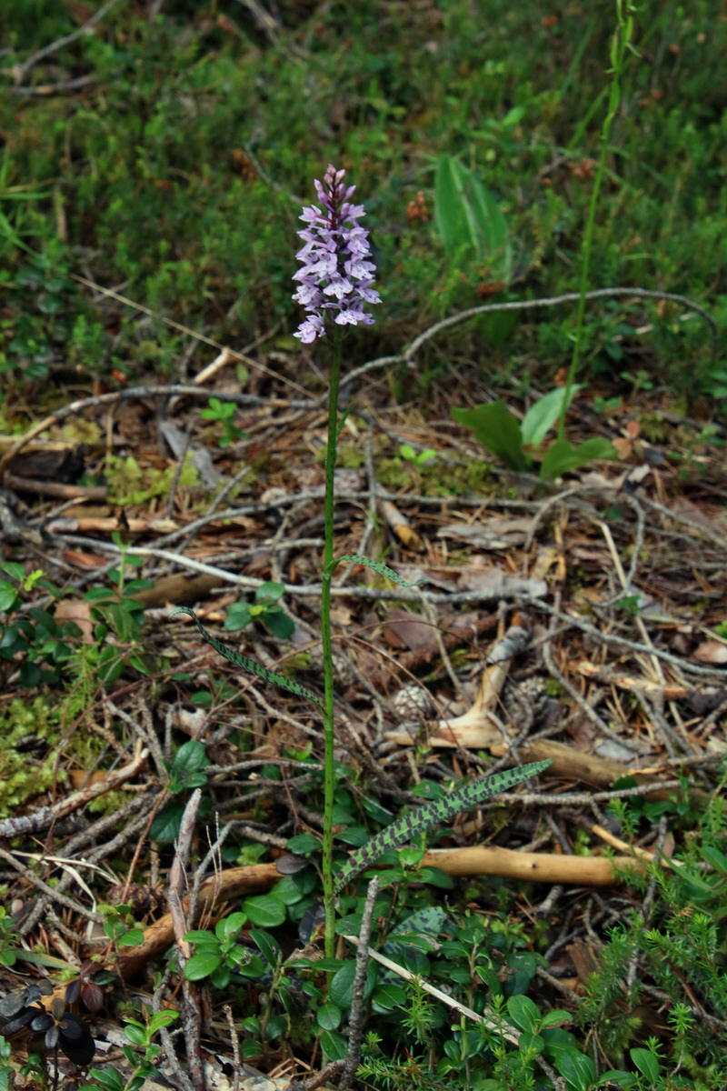 2017_07_01_036428p_Bildgr��e �ndern