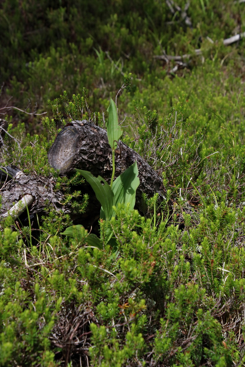 2017_07_01_036502p_Bildgr��e �ndern