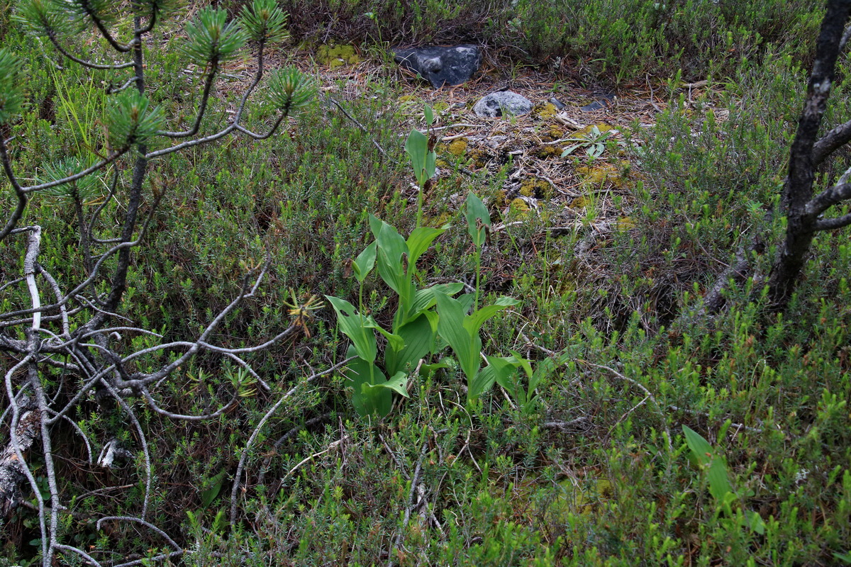 2017_07_01_036510p_Bildgr��e �ndern